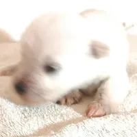 Oklahoma2, a female Miniature Schnauzer for sale in Tecumseh, OK – Photo 1 of 2