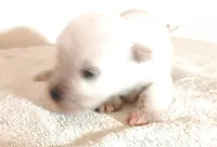 Oklahoma2, a female Miniature Schnauzer for sale in Tecumseh, OK – Photo 1 of 2