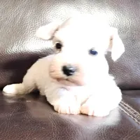 Oklahoma2, a female Miniature Schnauzer for sale in Tecumseh, OK – Photo 2 of 2