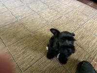 Oklahoma05, a male Miniature Schnauzer for sale in Tecumseh, OK – 2 of 2