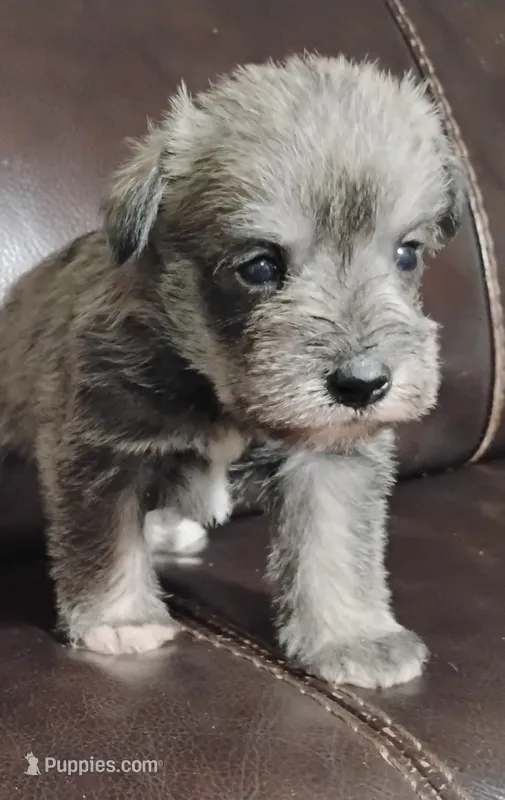 Oklahoma 6, a male Miniature Schnauzer for sale in Tecumseh, OK – 1 of 2