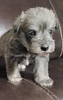 Oklahoma 6, a male Miniature Schnauzer for sale in Tecumseh, OK – 1 of 2