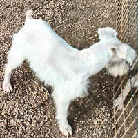 Oklahoma00, a male Miniature Schnauzer for sale in Tecumseh, OK – Photo 2 of 2