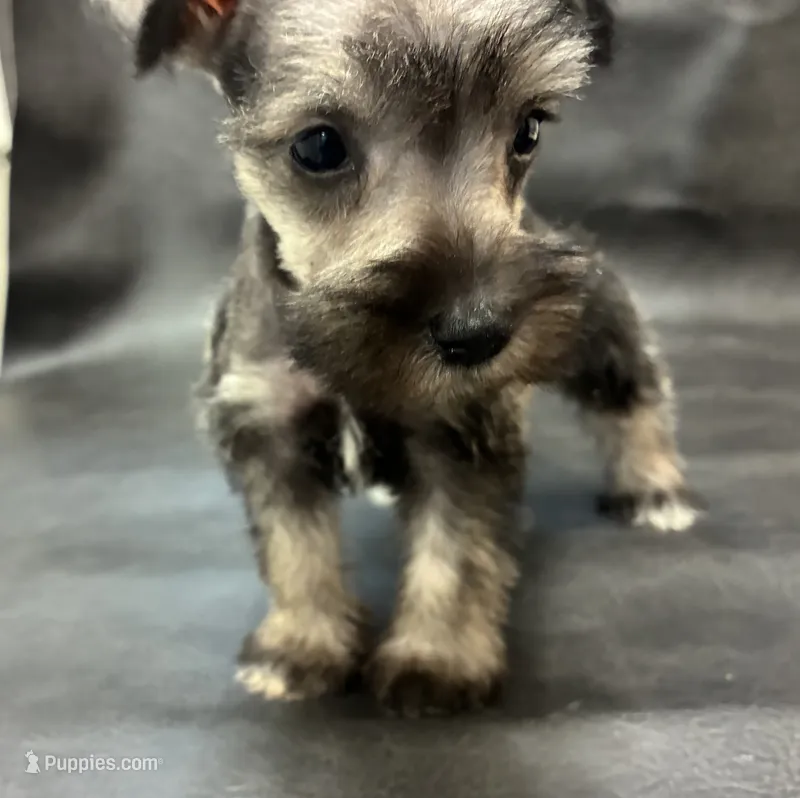 Oklahoma 11 – Miniature Schnauzer puppy for sale in Tecumseh, OK