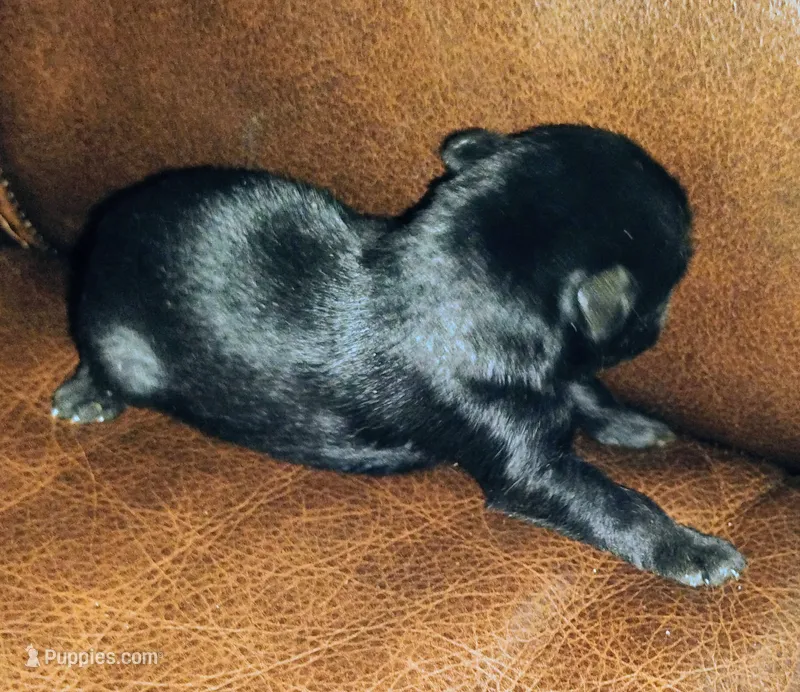 Oklahoma14 hi – Miniature Schnauzer puppy for sale in Tecumseh, OK