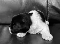 Oklahoma4, a female Miniature Schnauzer for sale in Tecumseh, OK – 1 of 1