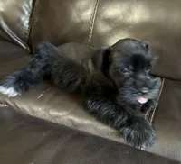 Oklahoma 7, a female Miniature Schnauzer for sale in Tecumseh, OK – 3 of 3