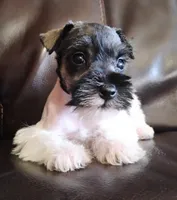 Oklahoma 3, a male Miniature Schnauzer for sale in Tecumseh, OK – 2 of 2