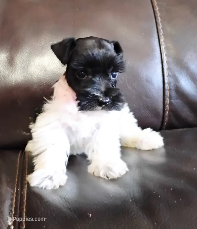 Oklahoma4 – Miniature Schnauzer puppy for sale in Tecumseh, OK
