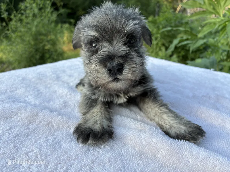 Oklahoma 15 – Miniature Schnauzer puppy for sale in Tecumseh, OK