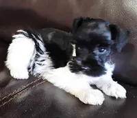 Oklahoma4, a female Miniature Schnauzer for sale in Tecumseh, OK – 2 of 2