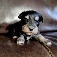 Oklahoma22, a female Miniature Schnauzer for sale in Tecumseh, OK – Photo 2 of 3