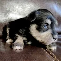 Oklahoma22, a female Miniature Schnauzer for sale in Tecumseh, OK – Photo 1 of 3