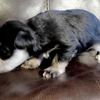 Oklahoma22, a female Miniature Schnauzer for sale in Tecumseh, OK – Photo 3 of 3