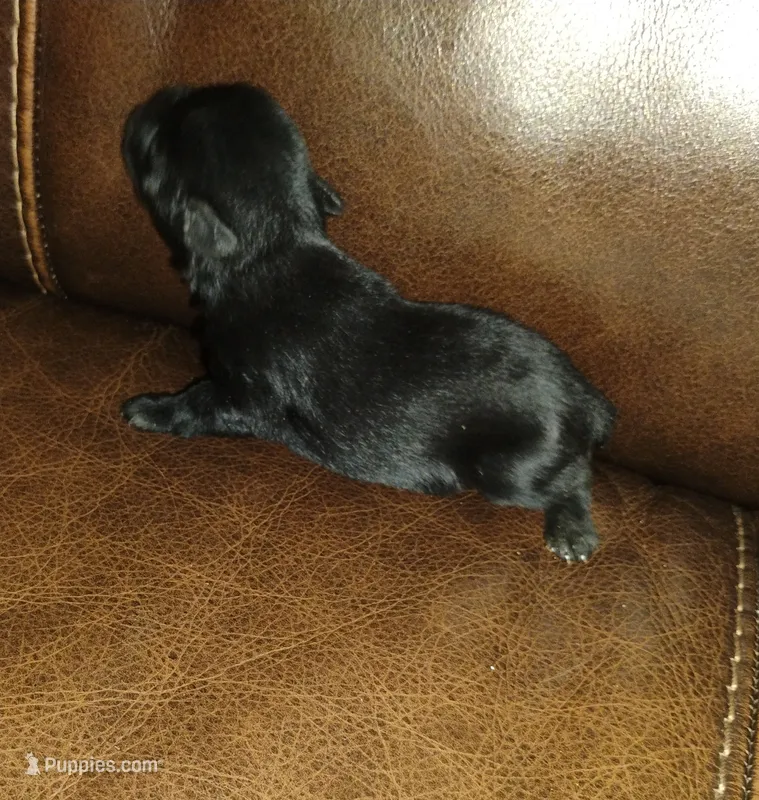 Oklahoma 1 – Miniature Schnauzer puppy for sale in Tecumseh, OK
