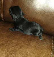 Oklahoma 1, a female Miniature Schnauzer for sale in Tecumseh, OK – 1 of 1