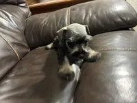 Oklahoma 2, a male Miniature Schnauzer for sale in Tecumseh, OK – 2 of 3