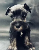 Oklahoma 12, a male Miniature Schnauzer for sale in Tecumseh, OK – 2 of 2