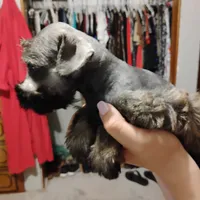 Oklahoma8, a female Miniature Schnauzer for sale in Tecumseh, OK – Photo 3 of 3