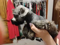 Oklahoma8, a female Miniature Schnauzer for sale in Tecumseh, OK – Photo 3 of 3