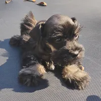 Oklahoma8, a female Miniature Schnauzer for sale in Tecumseh, OK – Photo 1 of 3