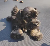 Oklahoma8, a female Miniature Schnauzer for sale in Tecumseh, OK – Photo 1 of 3