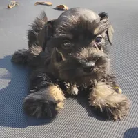 Oklahoma8, a female Miniature Schnauzer for sale in Tecumseh, OK – Photo 2 of 3
