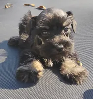 Oklahoma8, a female Miniature Schnauzer for sale in Tecumseh, OK – Photo 2 of 3