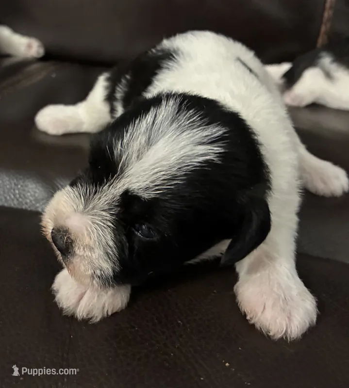 Oklahoma3 – Miniature Schnauzer puppy for sale in Tecumseh, OK