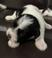 Oklahoma3, a female Miniature Schnauzer for sale in Tecumseh, OK – 1 of 1