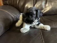 Oklahoma 11, a female Miniature Schnauzer for sale in Tecumseh, OK – 2 of 2