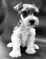 Oklahoma 10, a female Miniature Schnauzer for sale in Tecumseh, OK – 2 of 2