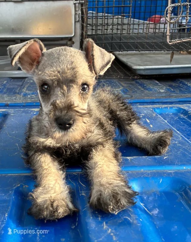 Oklahoma 11 – Miniature Schnauzer puppy for sale in Tecumseh, OK