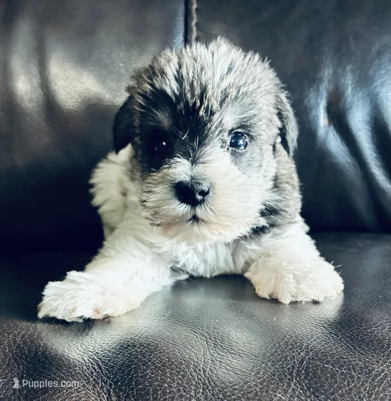 Oklahoma 3 – Miniature Schnauzer puppy for sale in Tecumseh, OK