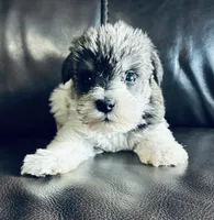 Oklahoma 3, a male Miniature Schnauzer for sale in Tecumseh, OK – 1 of 2