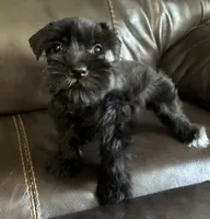 Oklahoma 7, a female Miniature Schnauzer for sale in Tecumseh, OK – 2 of 3