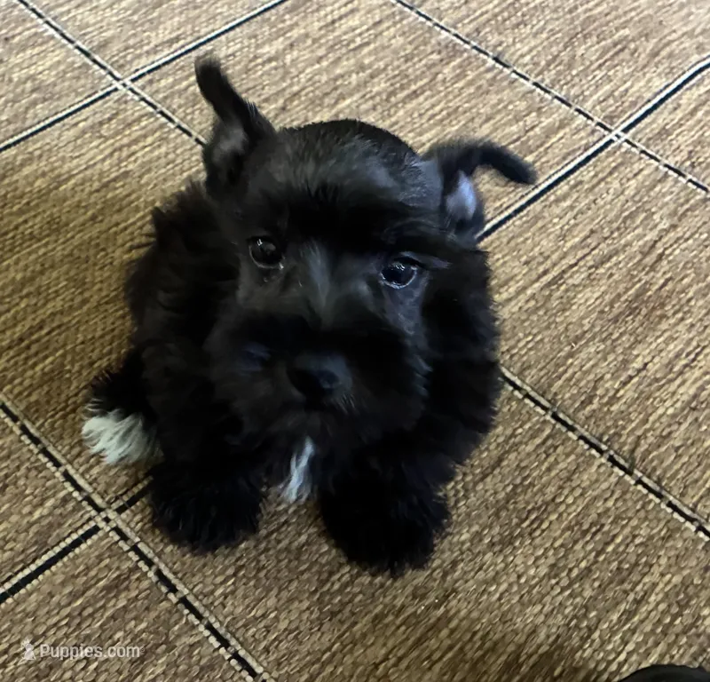 Oklahoma05 – Miniature Schnauzer puppy for sale in Tecumseh, OK