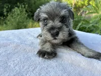 Oklahoma 6, a male Miniature Schnauzer for sale in Tecumseh, OK – 2 of 2