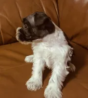 Oklahoma 10, a female Miniature Schnauzer for sale in Tecumseh, OK – 2 of 2
