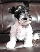 Oklahoma 4, a male Miniature Schnauzer for sale in Tecumseh, OK – 2 of 2
