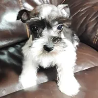Oklahoma31, a female Miniature Schnauzer for sale in Tecumseh, OK – Photo 2 of 6