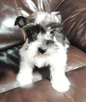 Oklahoma31, a female Miniature Schnauzer for sale in Tecumseh, OK – Photo 2 of 6