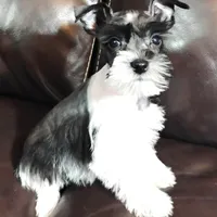 Oklahoma31, a female Miniature Schnauzer for sale in Tecumseh, OK – Photo 1 of 6