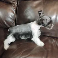 Oklahoma31, a female Miniature Schnauzer for sale in Tecumseh, OK – Photo 6 of 6