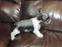 Oklahoma31, a female Miniature Schnauzer for sale in Tecumseh, OK – Photo 6 of 6