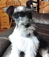 Oklahoma31, a female Miniature Schnauzer for sale in Tecumseh, OK – Photo 3 of 6