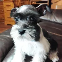 Oklahoma31, a female Miniature Schnauzer for sale in Tecumseh, OK – Photo 4 of 6