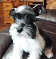 Oklahoma31, a female Miniature Schnauzer for sale in Tecumseh, OK – Photo 4 of 6