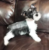 Oklahoma31, a female Miniature Schnauzer for sale in Tecumseh, OK – Photo 5 of 6