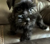Oklahoma 7, a female Miniature Schnauzer for sale in Tecumseh, OK – 1 of 3